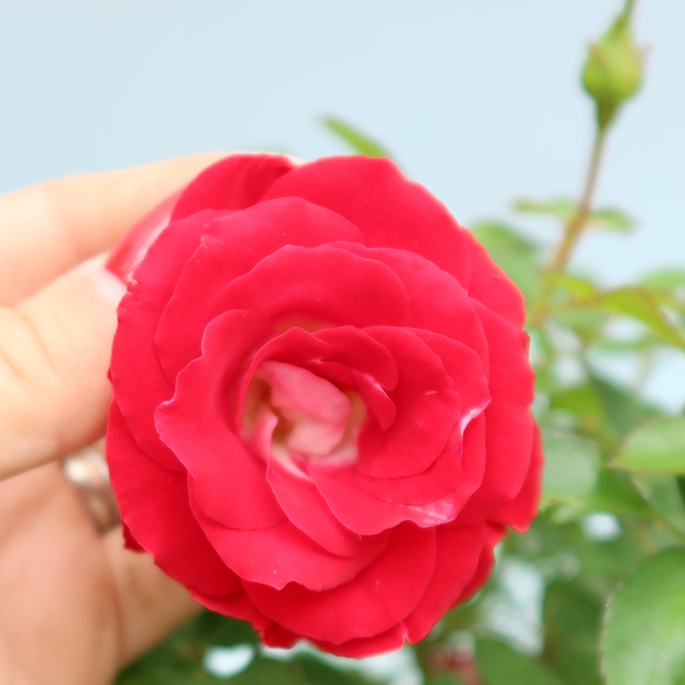Bonsai für draußen - Rosa Kordes - Rose