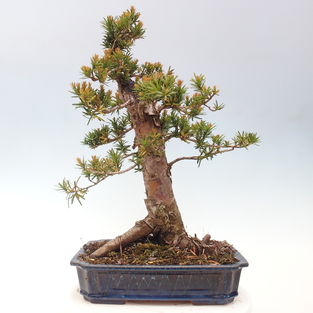 Bonsai für draußen - Taxus cuspidata - Japanische Eibe