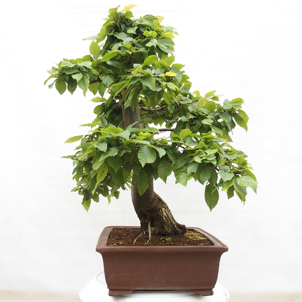 Bonsai für draußen - Hainbuche - Carpinus betulus