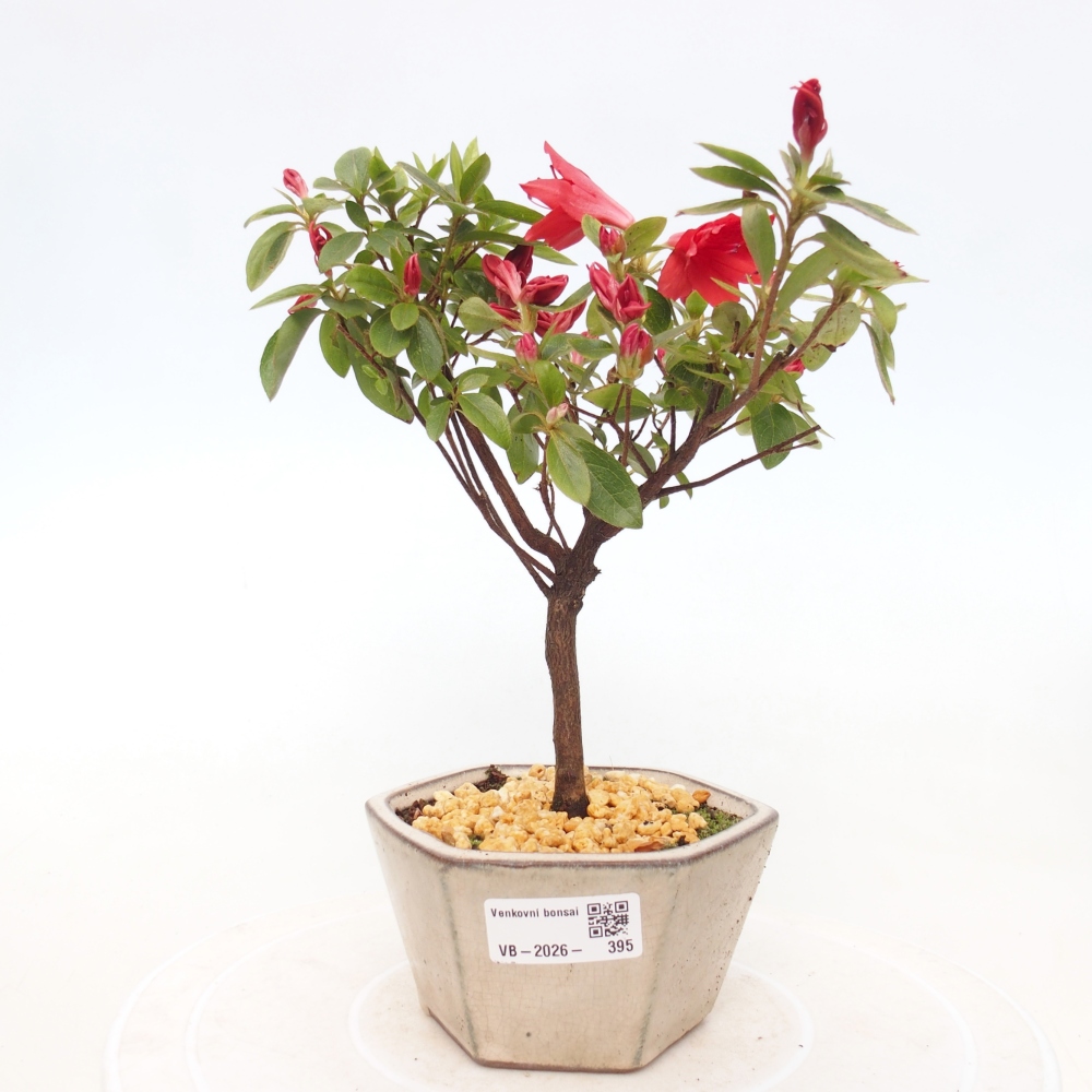 Bonsai für draußen - Japanische Azalee - Azalea sp.