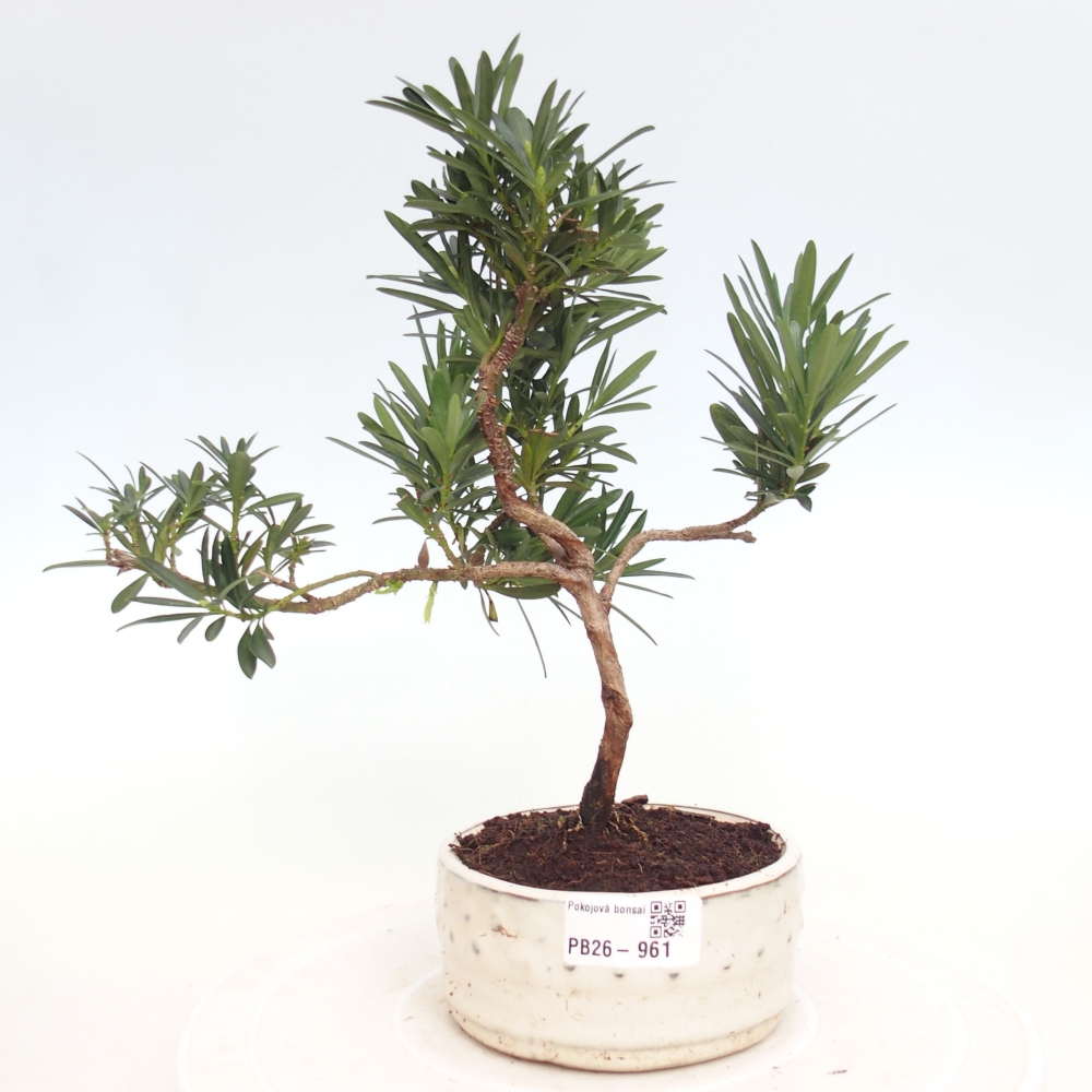 Zimmerbonsai - Podocarpus - Stein-Eibe