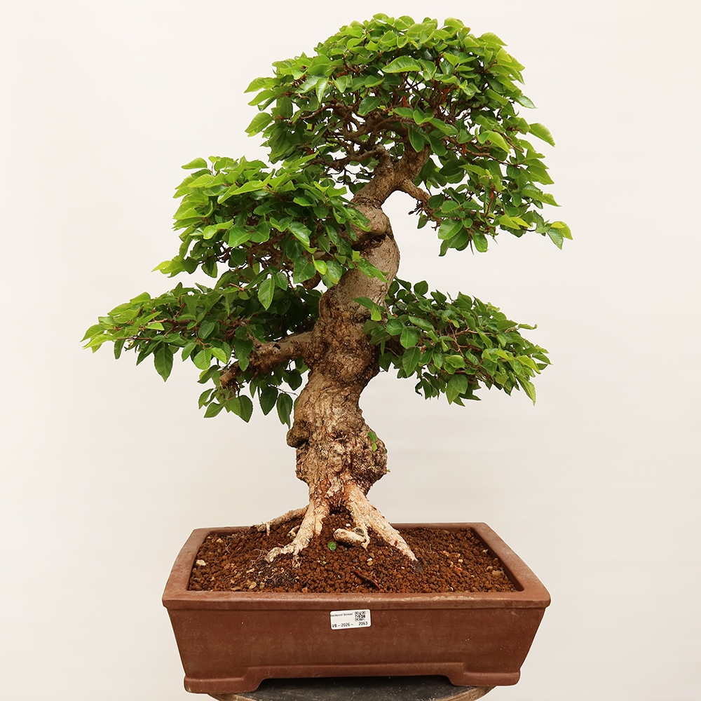 Bonsai für draußen - Karpinus Coreana - Koreanische Hainbuche