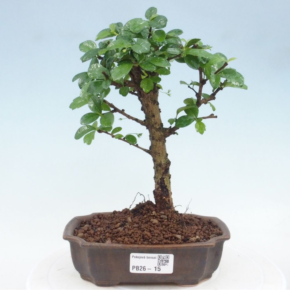 Zimmer-Bonsai - Carmona macrophylla - Tee-Fuki