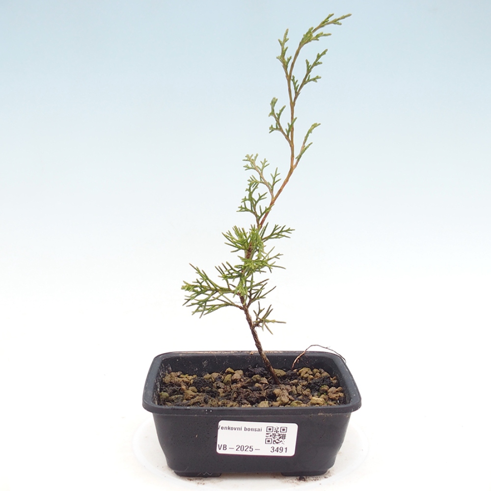 Bonsai für draußen - Juniperus chinensis Itoigawa