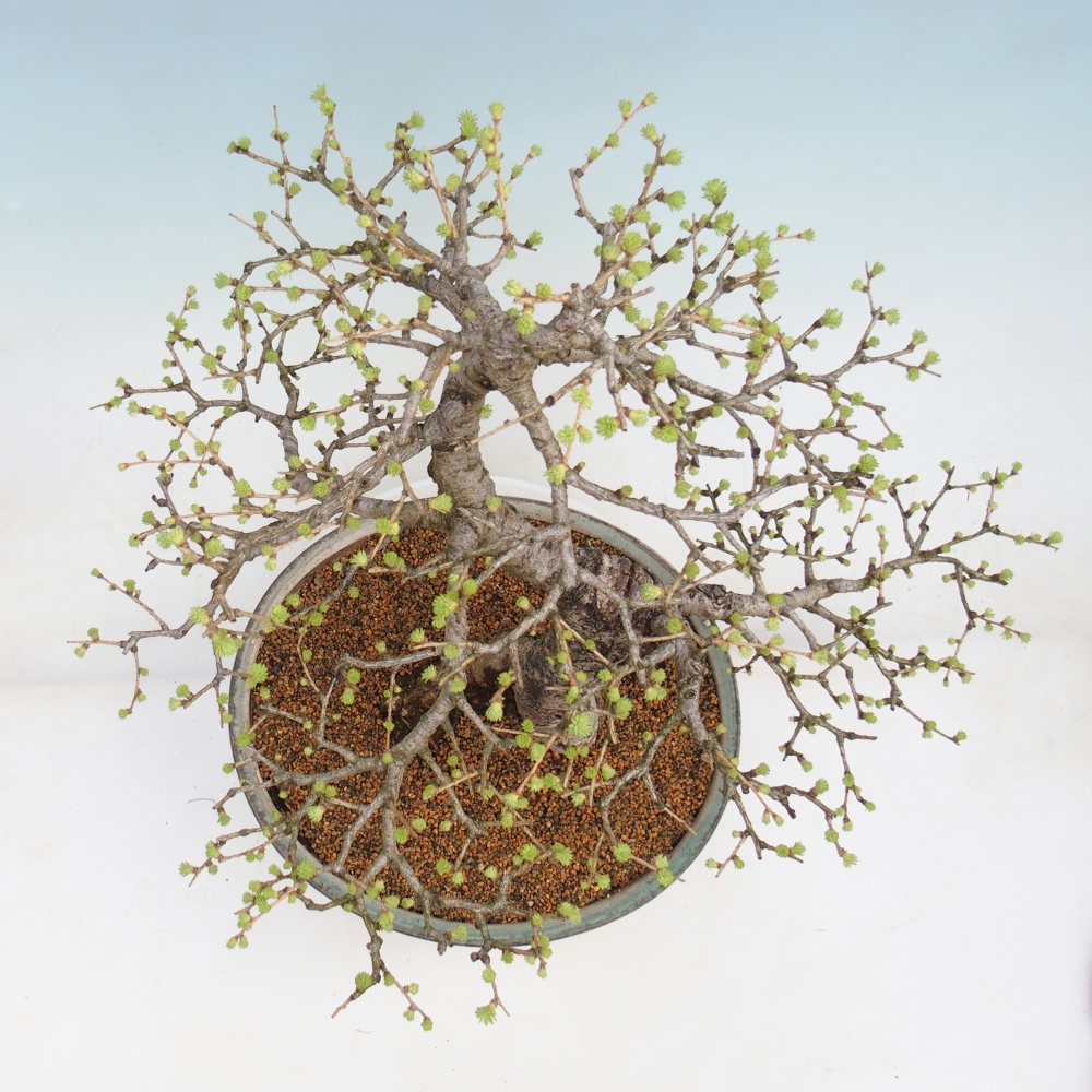 Bonsai für draußen -Larix decidua - Lärche