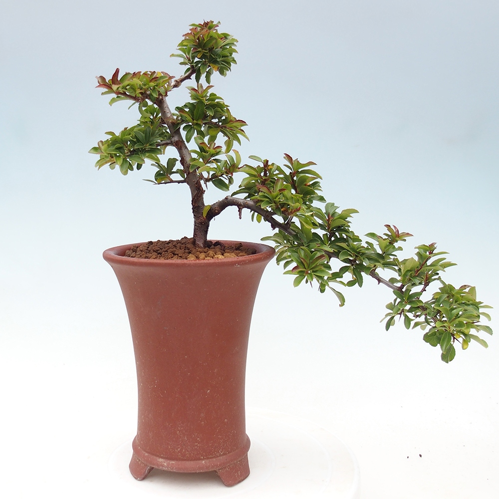Freiland-Bonsai-Pyracantha Teton -Hlox