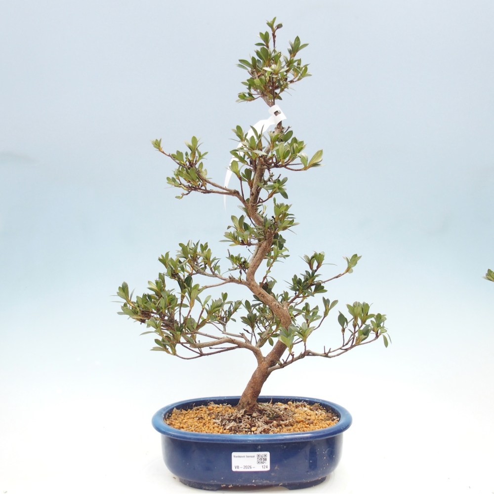 Bonsai für draußen - Japanische Azalee - Azalee Yoko