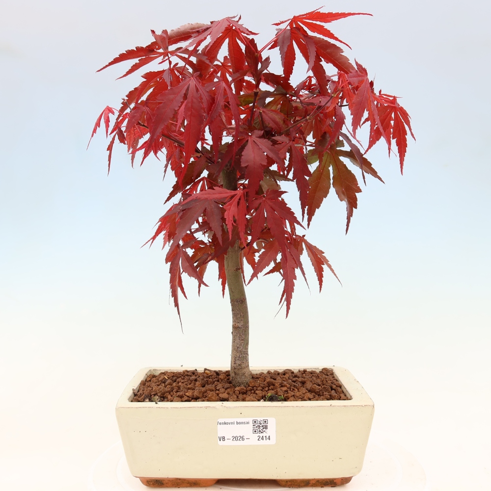 Bonsai für draußen - Acer-Palme. Atropurpureum-Javor palmate