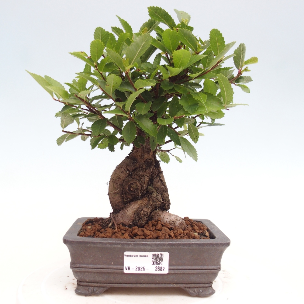 Bonsai für draußen - Zelkova - Zelkova NIRE