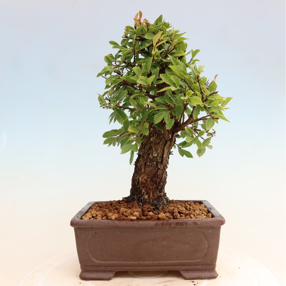 Bonsai für draußen - Zelkova - Zelkova NIRE