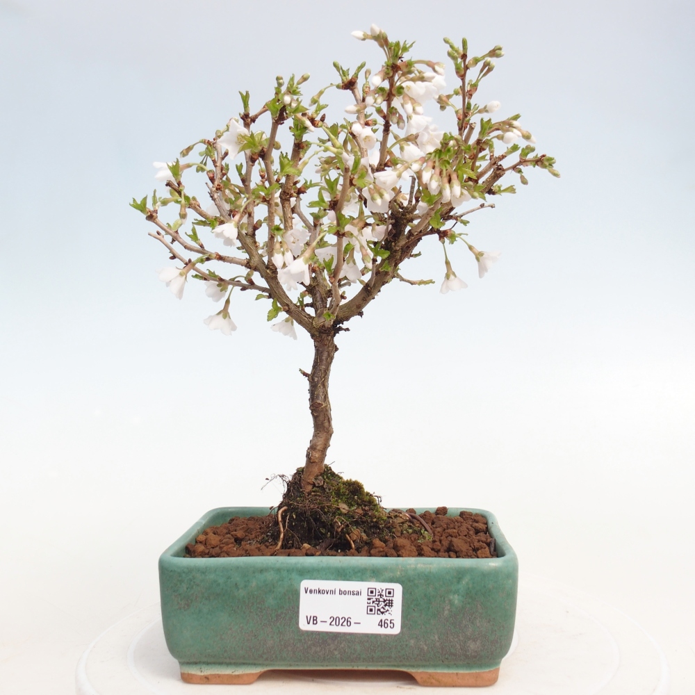 Bonsai für draußen - Prunus incisa Kojou-no mai-Plivon ausgeschnitten
