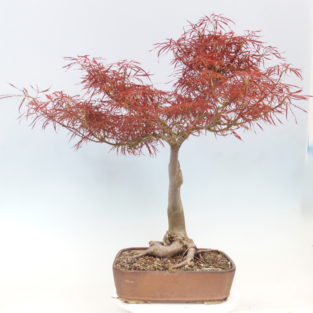 Bonsai für draußen - Acer palmatum RED PYGMY