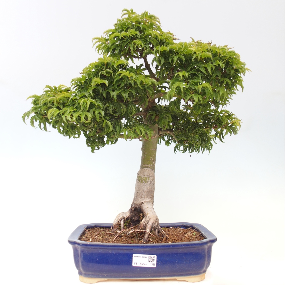 Bonsai für draußen -Javor-Palme Acer palmatum Shishigashira