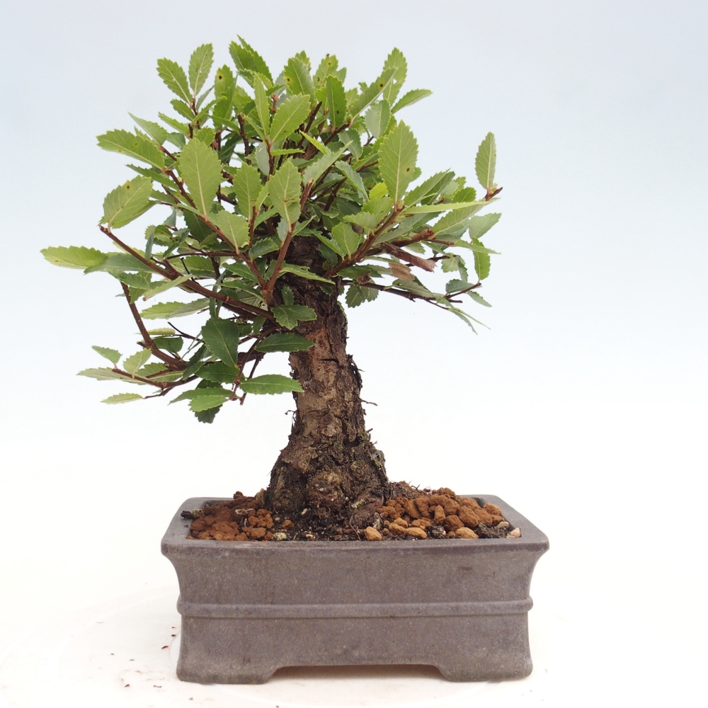 Bonsai für draußen - Zelkova - Zelkova NIRE