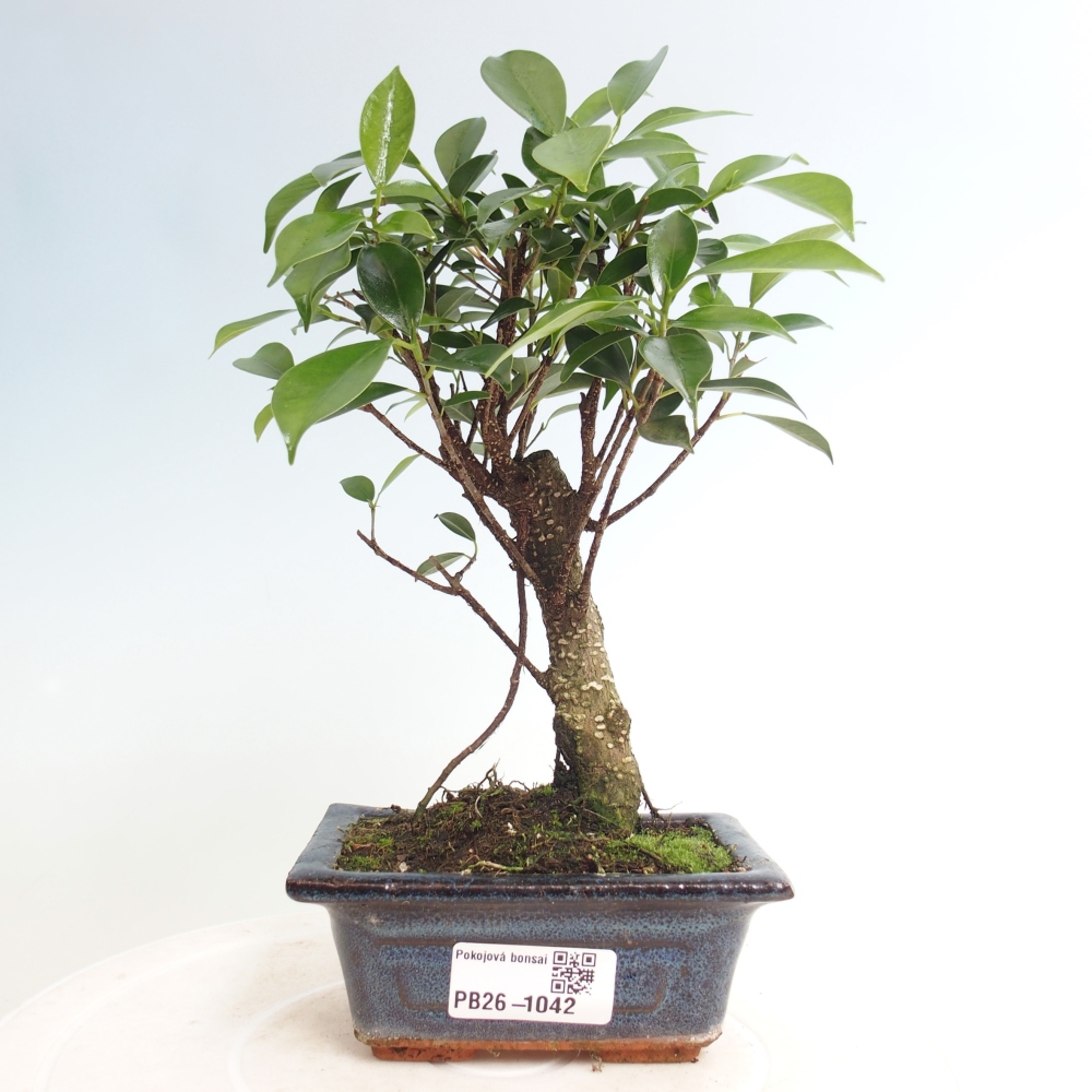 Zimmer Bonsai Ficus retusa kimmen
