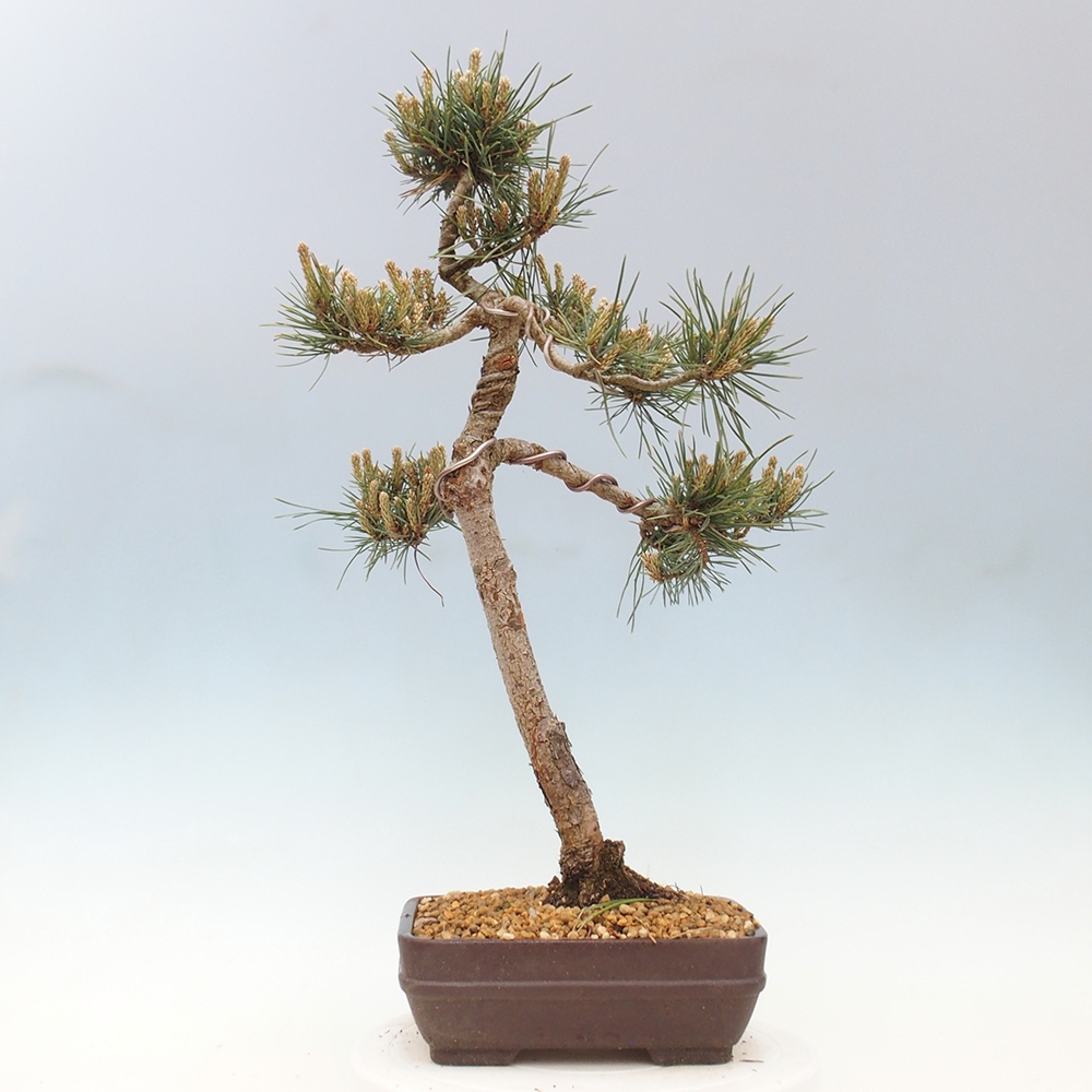 Bonsai für draußen - Pinus Sylvestris Watererri - Waldkiefer