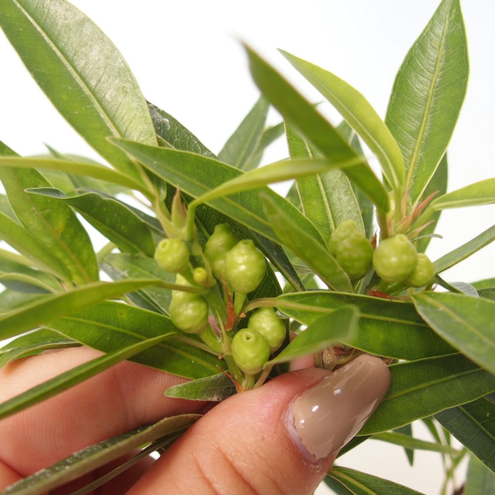 Zimmerbonsai - Ficus nerifolia - Kleinblättriger Ficus