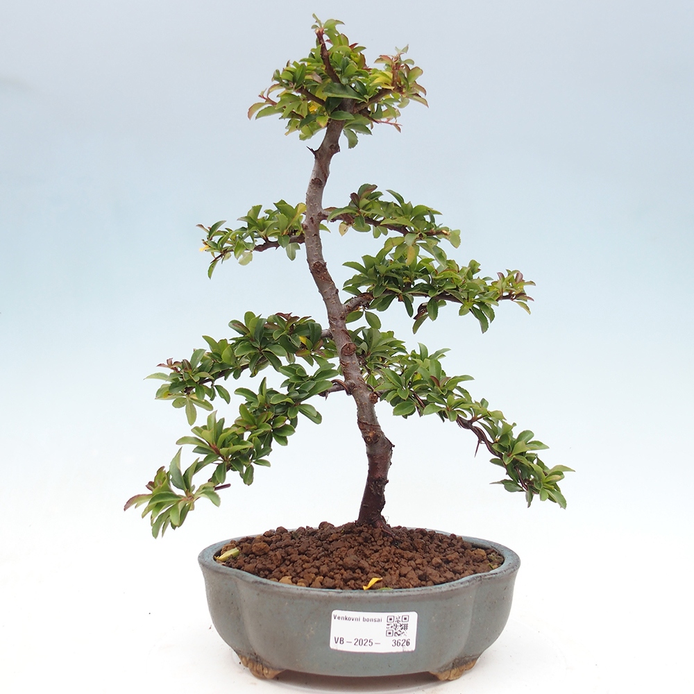 Freiland-Bonsai-Pyracantha Teton -Hlox