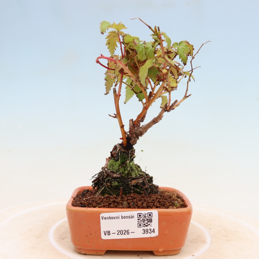 Bonsai für den Außenbereich – Stephanandra incisa – Gebogene Stephanandra