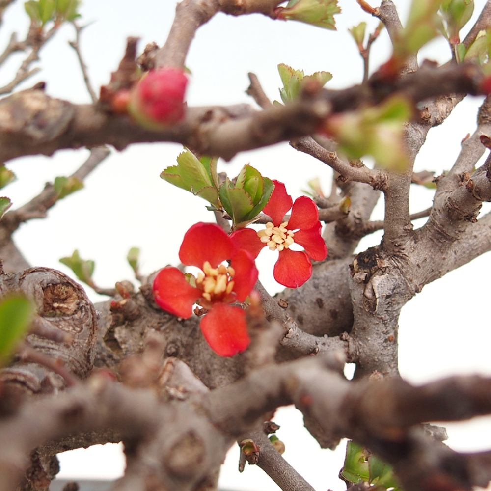 Bonsai für draußen - Chaneomeles speciosa - Quitte