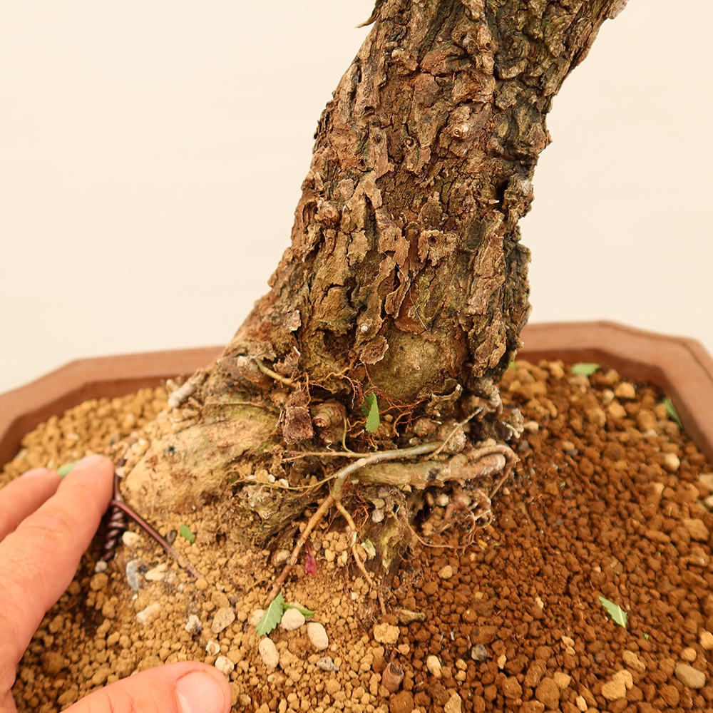 Bonsai für draußen - Zelkova - Zelkova NIRE