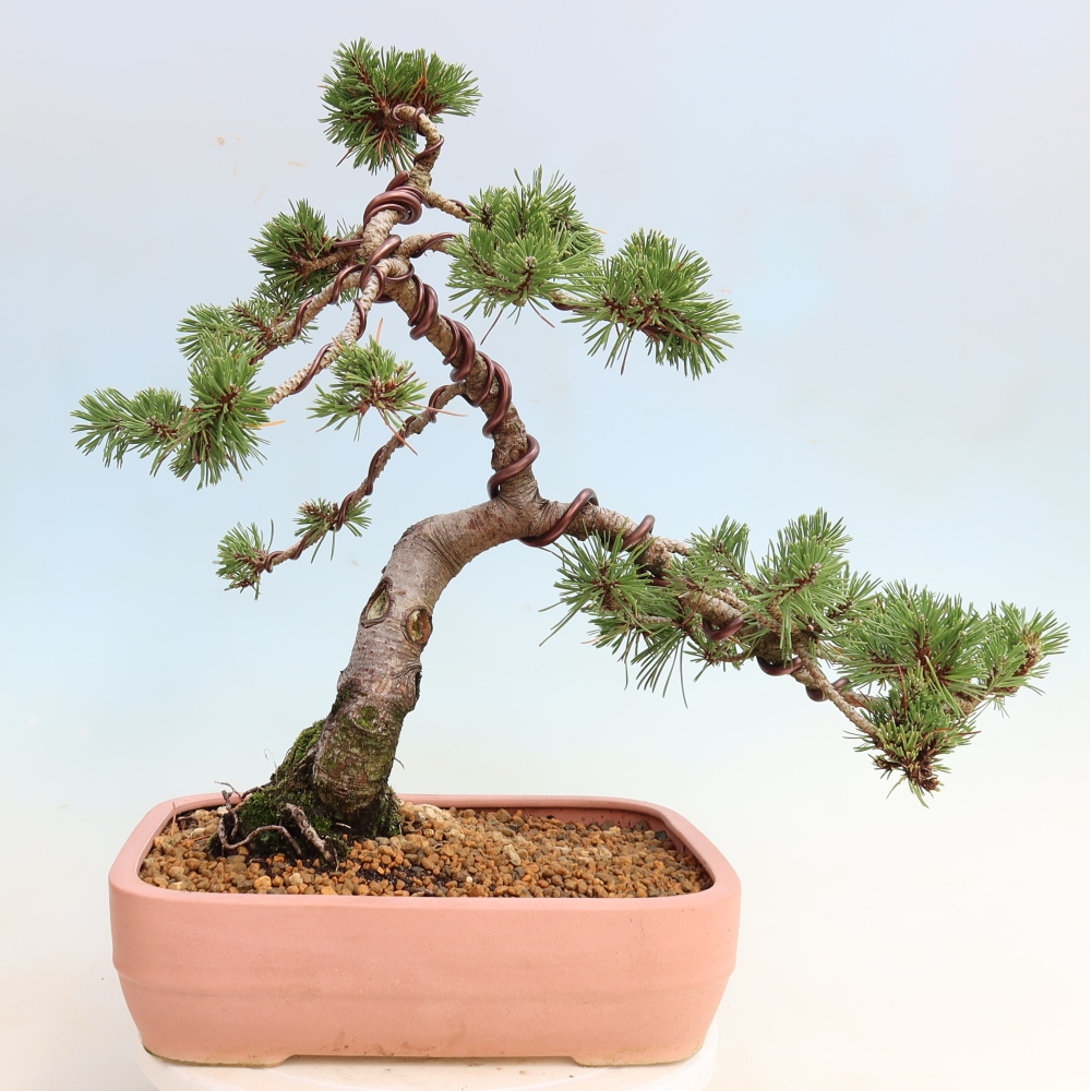 Bonsai für den Außenbereich – Pinus mugo Humpy – Zwergkiefer