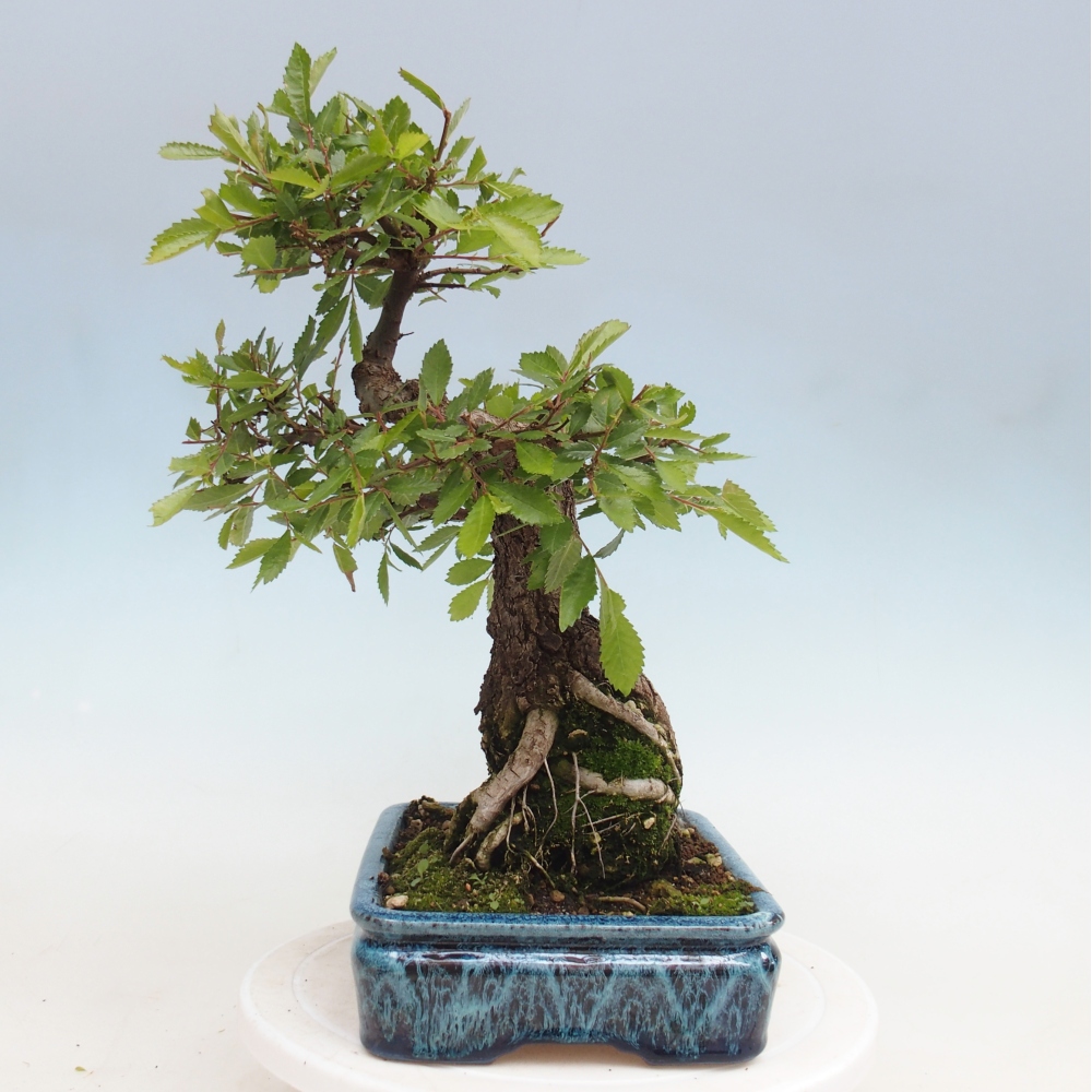 Bonsai für draußen - Zelkova - Zelkova NIRE