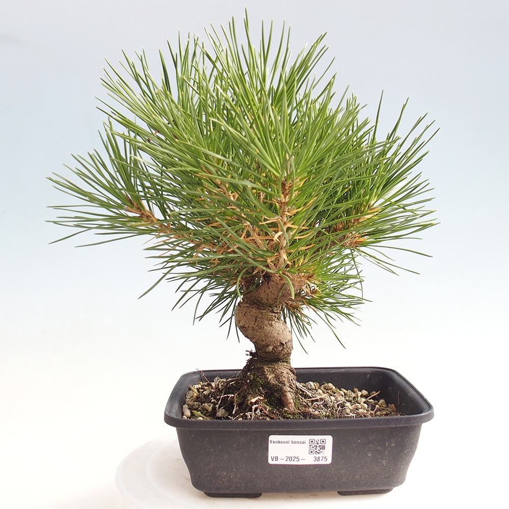 Bonsai für draußen - Pinus thunbergii - Thunberg-Kiefer