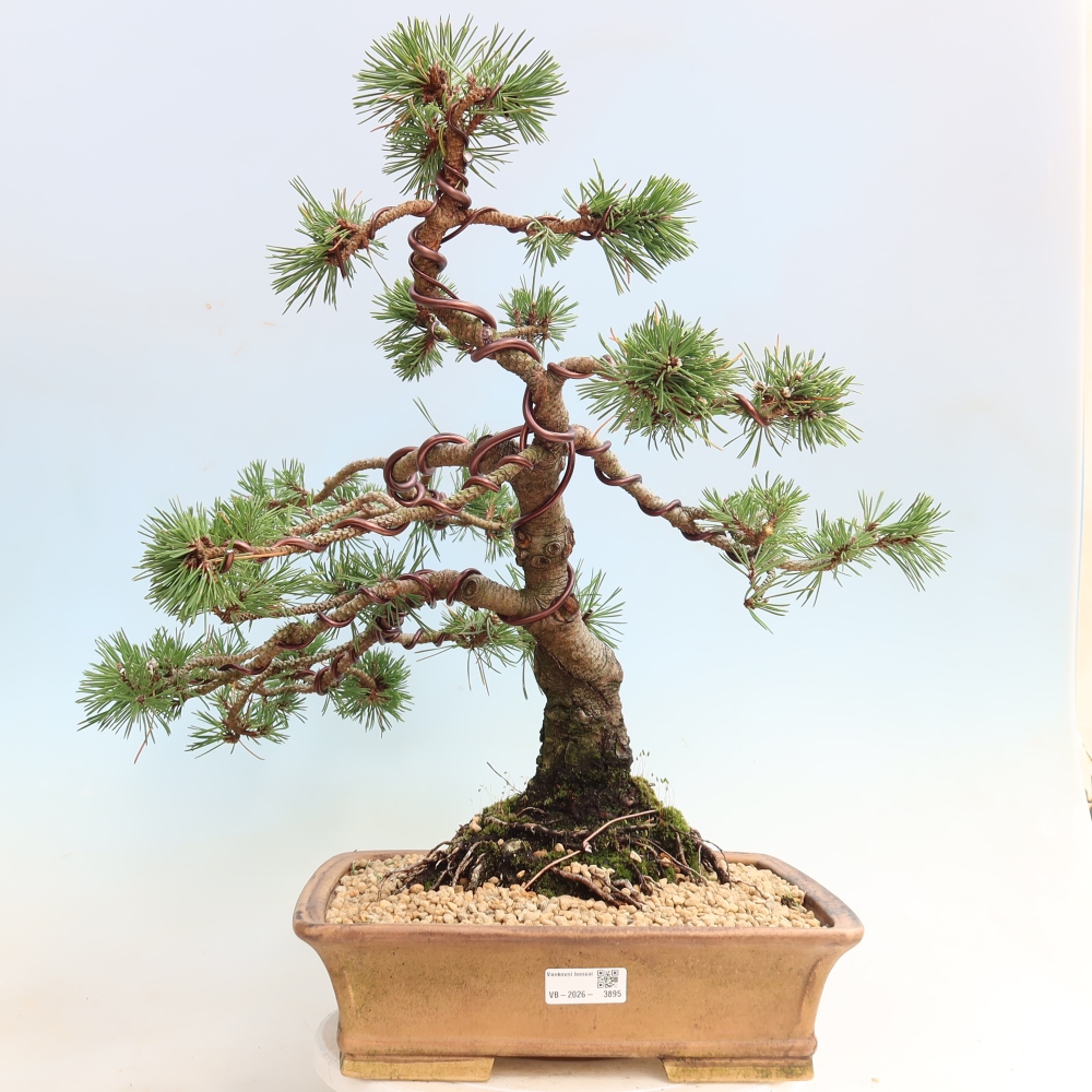 Bonsai für den Außenbereich – Pinus mugo Humpy – Zwergkiefer