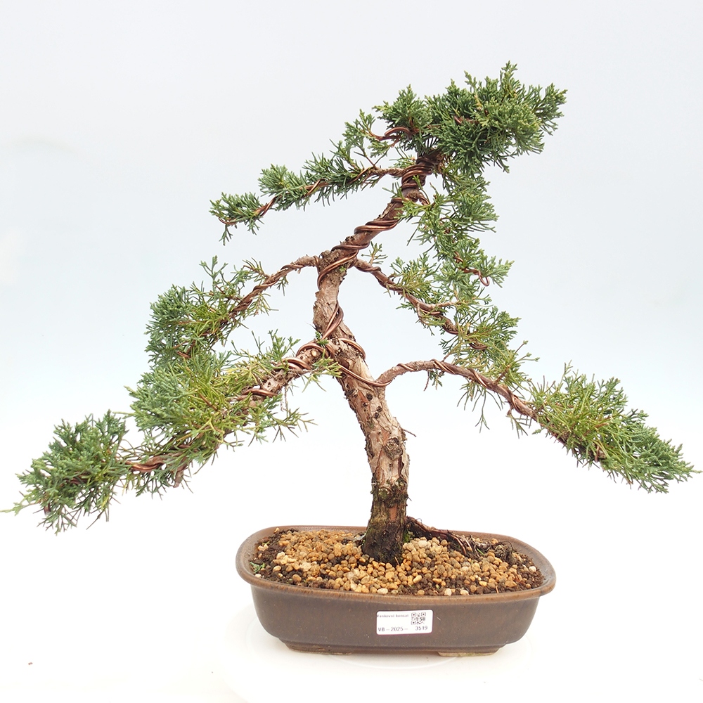 Bonsai für draußen - Juniperus chinensis Kishu