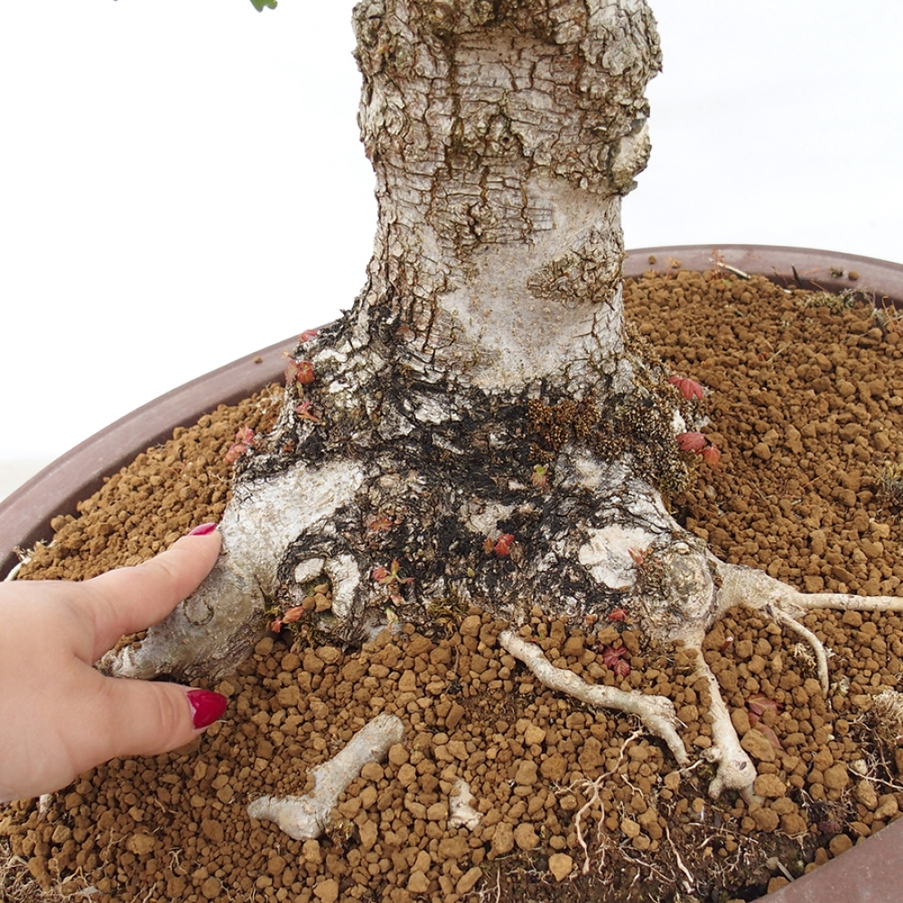 Bonsai für draußen -Javor babyka - Acer campestre