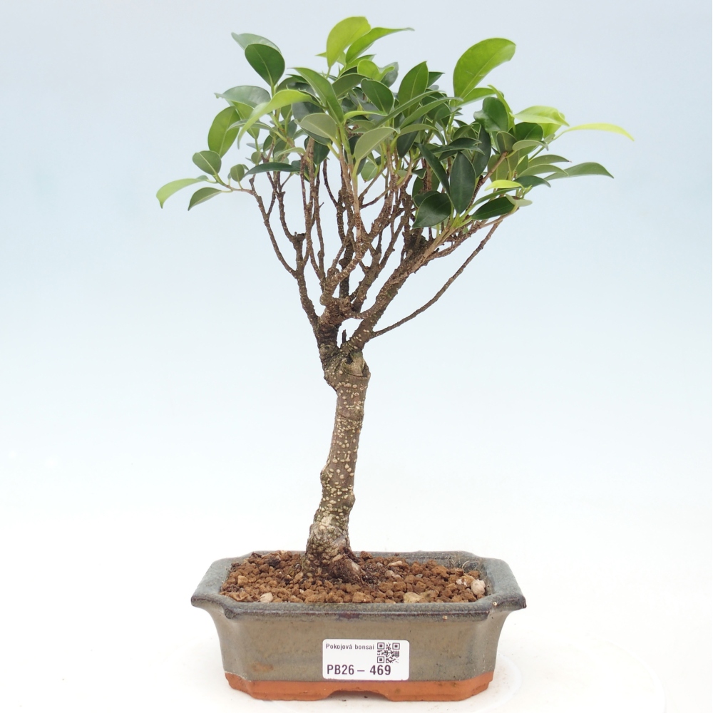 Zimmerbonsai - Ficus retusa - Kleinblättriger Ficus