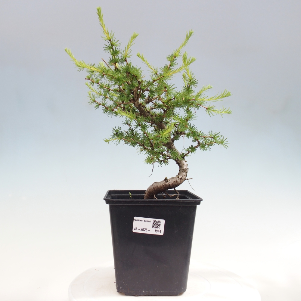 Bonsai für draußen -Larix decidua - Lärche
