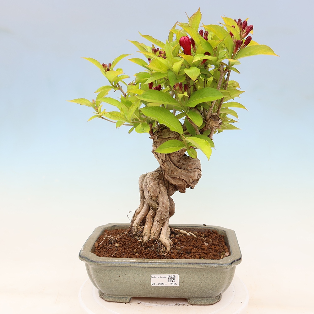 Freiland-Bonsai – Weigela subsessilis – Koreanische Weigela