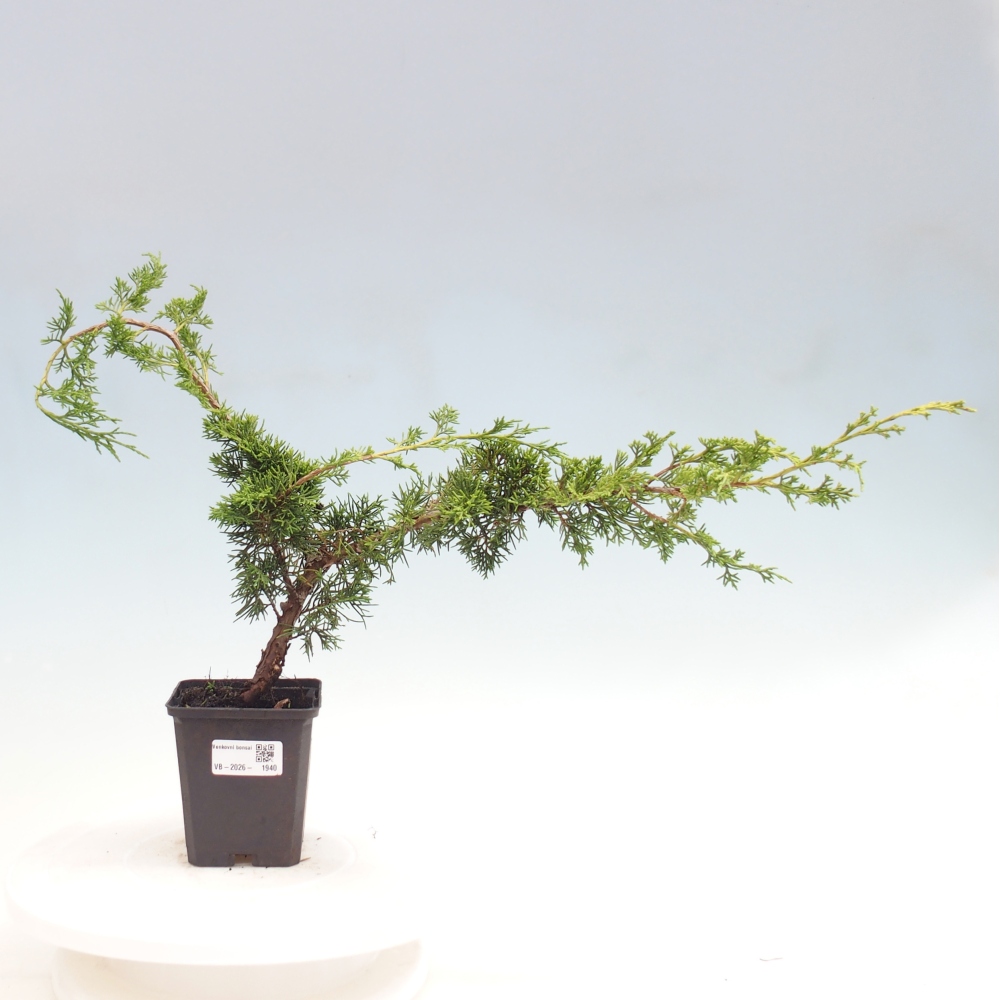 Bonsai für draußen - Juniperus chinensis Itoigawa