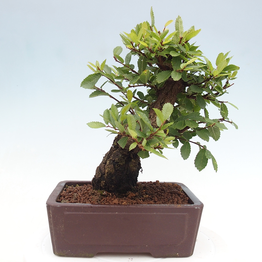 Bonsai für draußen - Zelkova - Zelkova NIRE