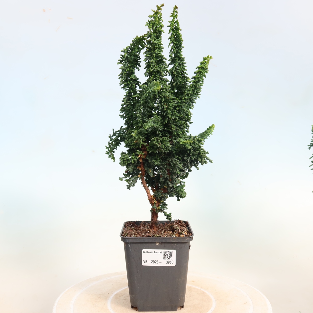 Bonsai für draußen - Cham. obtusa SEKKA HINOKI - Zypresse