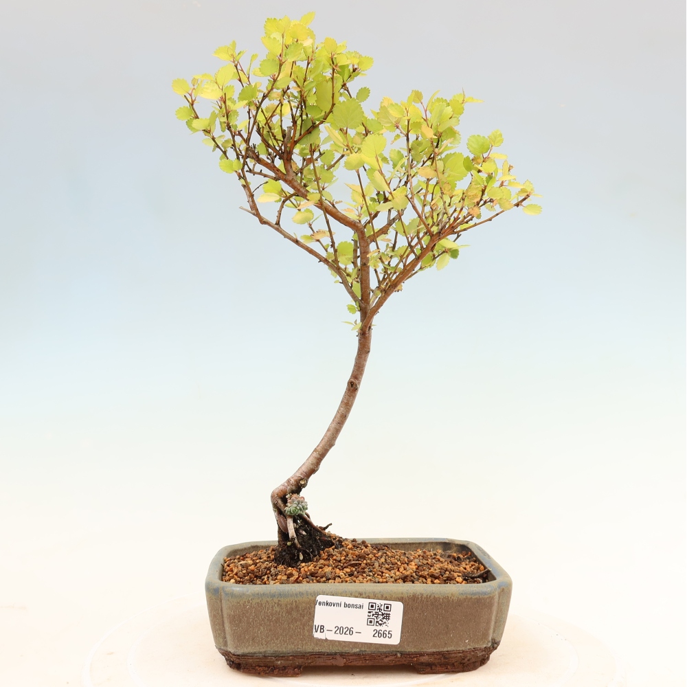 Bonsai für den Außenbereich – Zwergbirke – Betula NANA Golden Treasure
