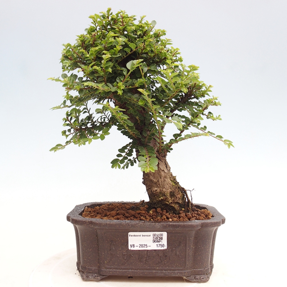 Bonsai für draußen - Ulmus parvifolia Hokkaido - Chinesische Ulme