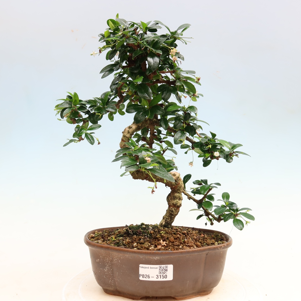 Zimmer-Bonsai - Carmona macrophylla - Tee-Fuki
