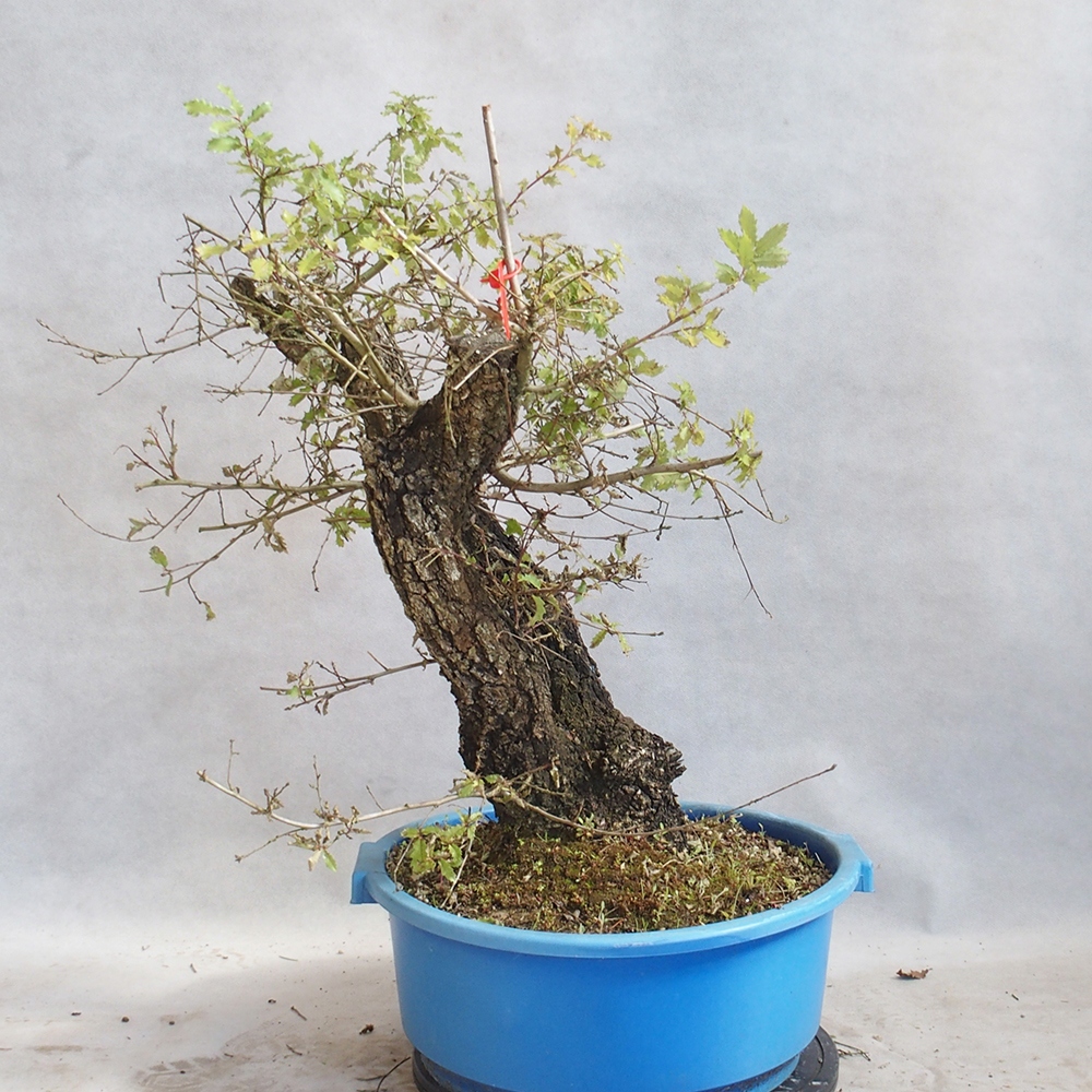 Außenbonsai Quercus Cerris - Eiche Cer