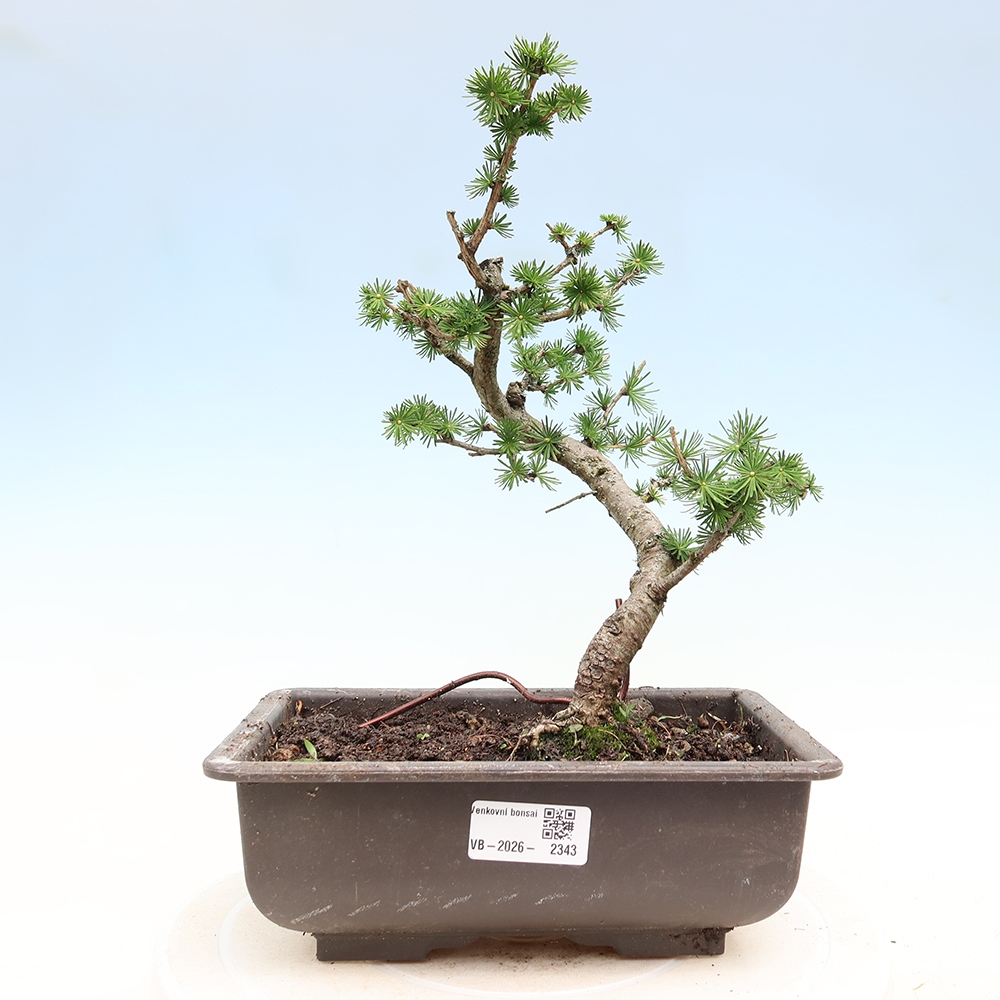 Bonsai für draußen -Larix decidua - Lärche