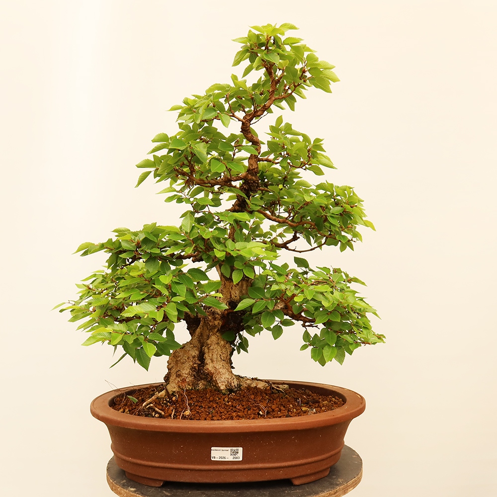 Bonsai für draußen - Karpinus Coreana - Koreanische Hainbuche