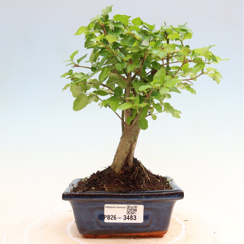 Zimmer Bonsai -Ligustrum chinensis - Vogelschnabel