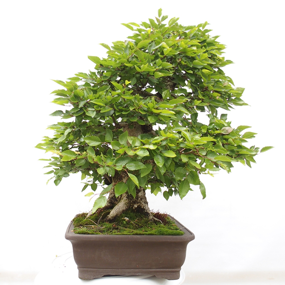 Bonsai für draußen -Carpinus CARPINOIDES - Koreanische Hainbuche