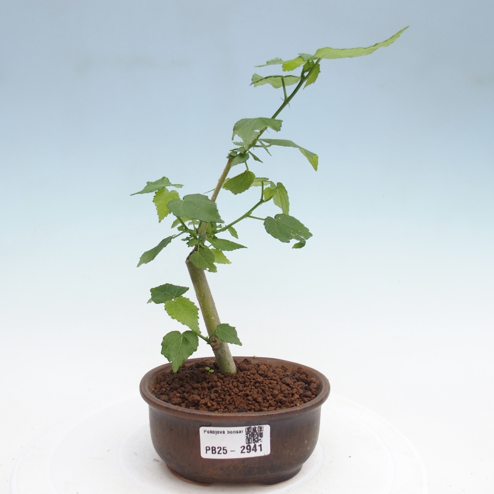 Zimmerbonsai - Malvaviscus arboreus