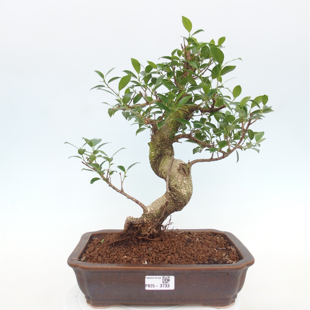 Zimmerbonsai - Ficus kimmen - Kleinblättriger Ficus