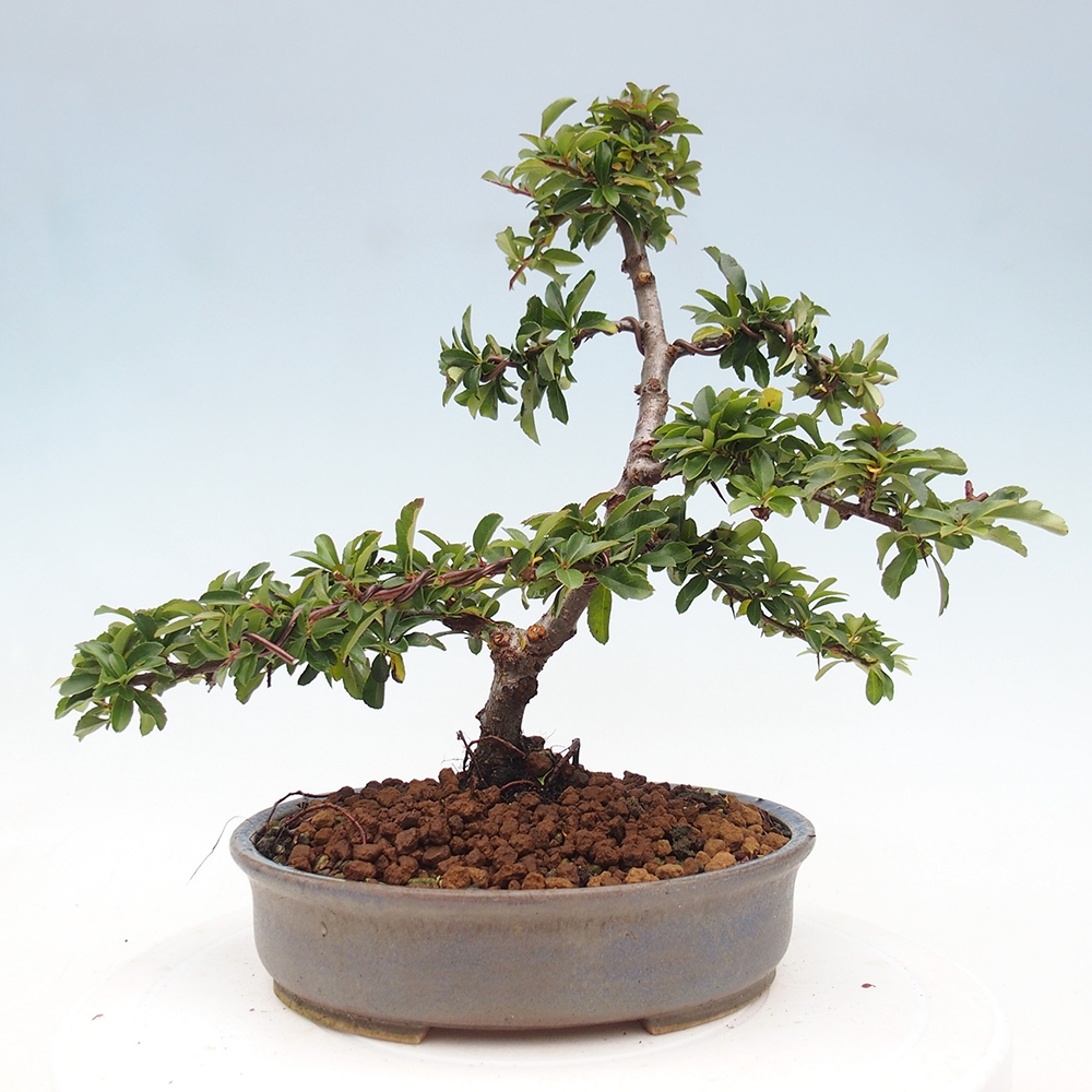 Freiland-Bonsai-Pyracantha Teton -Hlox