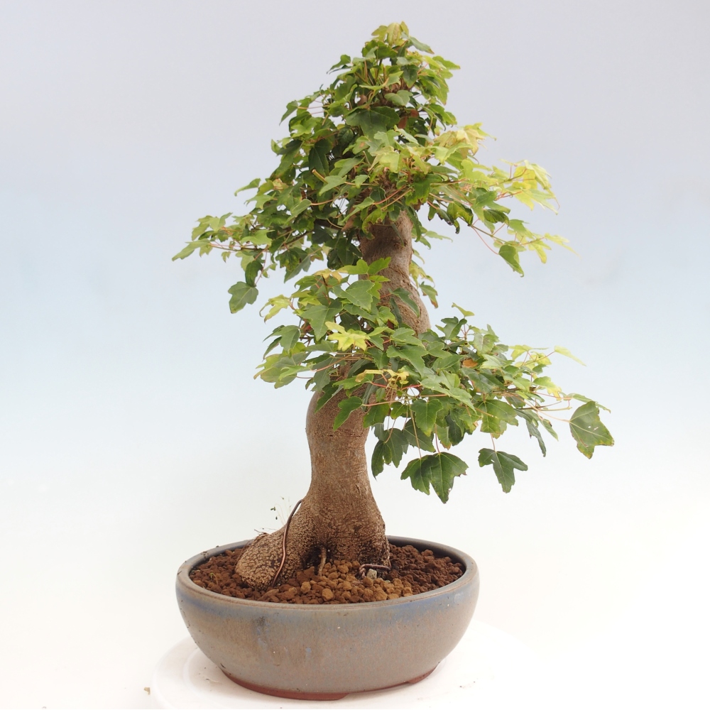 Bonsai für draußen - Acer Buergerianum - Bergahorn
