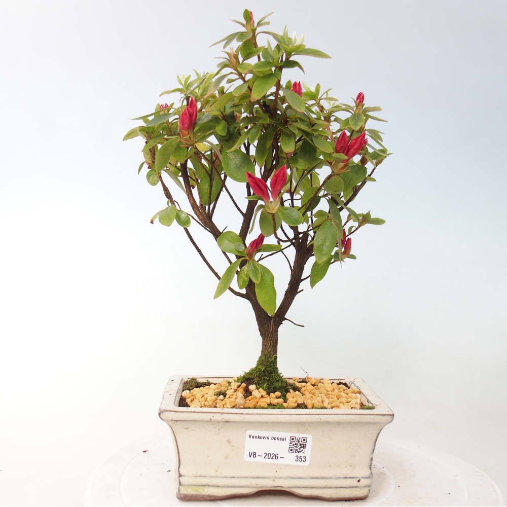 Bonsai für draußen - Japanische Azalee - Azalea sp.